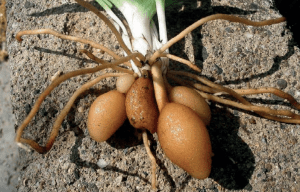 Salep Bitkisi Yetistiriciligi