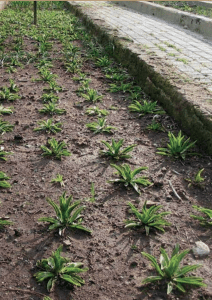 Salep Bitkisi Toprak Hazirligi